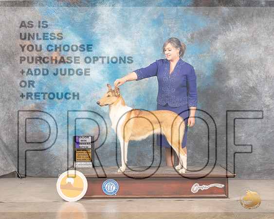 Collie Smooth #12 Sat WB Judge Judy BrownMMJ_4672_Mdlnd2022_HR3