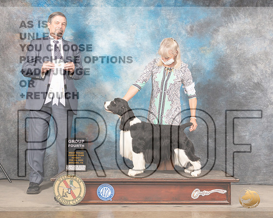 English Springer Spaniel #5 G4 Judge Jim FehringMMJ_5853_Mdlnd2022_HR3