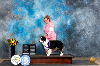 Miniature American Shepherd #5 see card