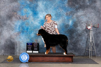 Bernese Mountain Dog #7 Thurs BOWOHBOB Judge Denise Dean