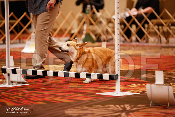 _JJ_7306-HstnCorgiFeb2015-HR3