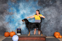Black and Tan Coonhound #5 BOB NGCH Judge Hal Biermann