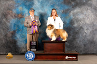 Shetland Sheepdog #29 WED BOB Judge Robert Olsen