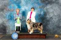 Collie Rough #6 Sun OHG2 Judge Ann Bolus