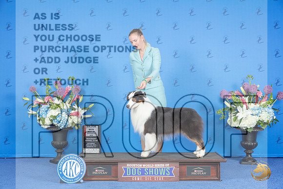 Australian Shepherd #31 SAT BOS M Judge Ann Yuhasz__JP_9681_Houston_2024_HR3