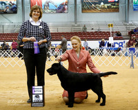 Labrador Retriever #18 Sun  WB Layman Shannon Judge D Brown