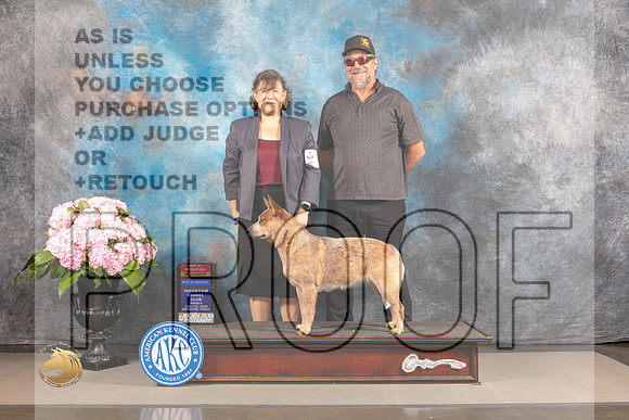 Australian Cattle Dog #6 FRI BOW NCH Judge?_MJ_4775_Houston_2022_HR3