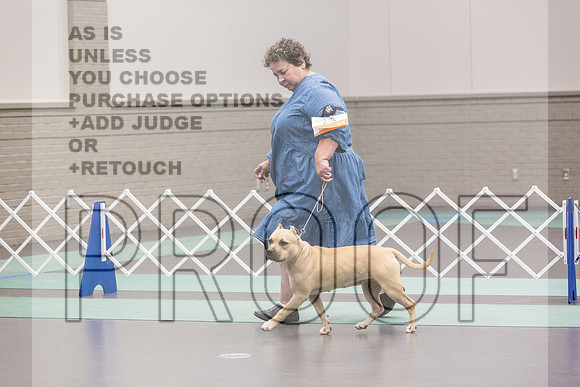American Pit Bull Terrier Rings Fri Ring 1_JJL_6949_UKCLNGVIEWOCT2024_2024_HR3