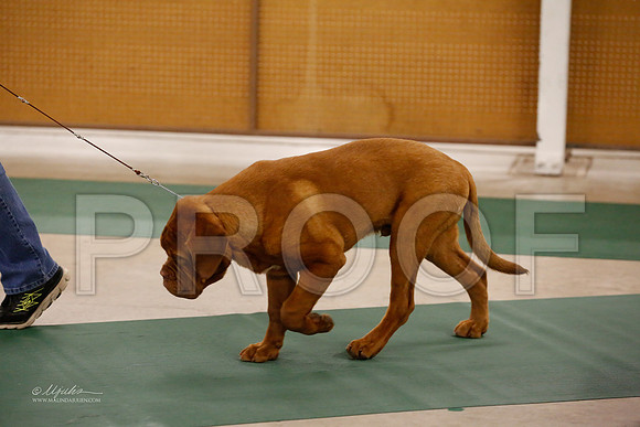 BISpup-1062-NormNov13-HR