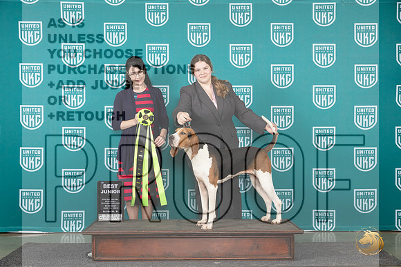 Treeing Walker Coonhound # BJr Wed Judge Diana Brumbaugh__JP_0433_Premier_2024_HR3