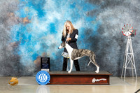 Whippet #6 Thur OHG1 Judge Sharon Derrick