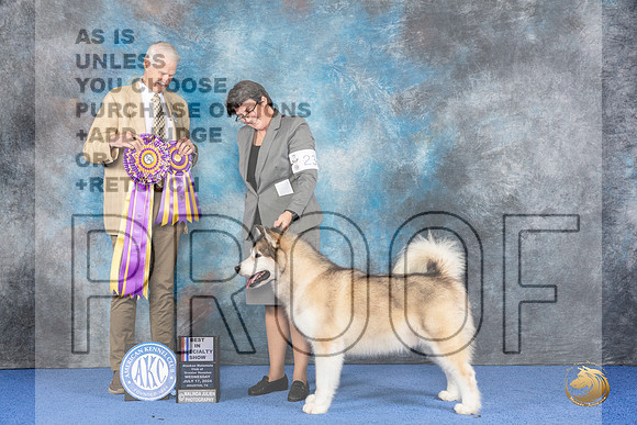 Alaskan Malamute #23 WED BOB Judge Jon Cole__JP_6770_Houston_2024_HR3