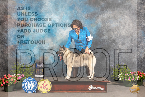Norwegian Elkhound #? Thur BOW Judge Anne Bolus_MJ_0132_SA_2022_HR3