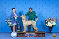 Afghan Hound #17 SAY WD BOW NC M Judge Debbie Freeman
