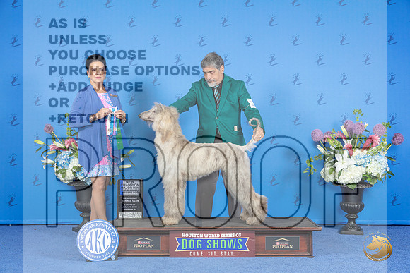 Afghan Hound #17 SAY WD BOW NC M Judge Debbie Freeman__JP_0017_Houston_2024_HR3