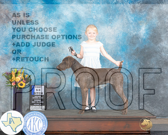 German Shorthaired Pointer #22 Sun 6-91 Judge Larry Abbott_JP_0001-2e_Abilene_2024-HR3