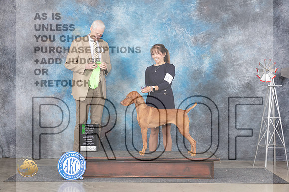 Vizsla #6 Sun OHG2 Judge Jon Cole__JP_6505_Amarillo_2024_HR3