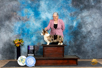 Cardigan Welsh Corgi #10 WB Judge Edy Dykstra-Blum