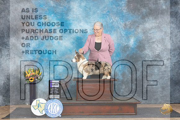 Cardigan Welsh Corgi #10 WB Judge Edy Dykstra-Blum__JP_9780_Abilene_2024_HR3