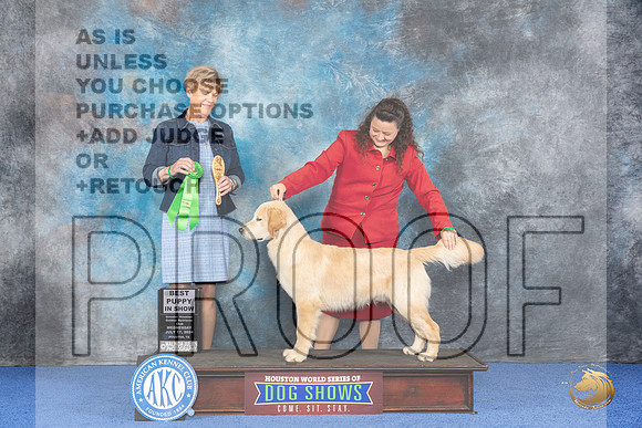 Golden Retriever #45 WED BP Judge Ellen Hardin__JP_6931_Houston_2024_HR3