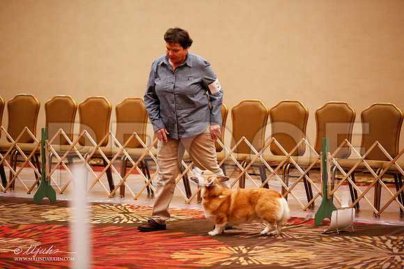 _JJ_7482-HstnCorgiFeb2015-HR3
