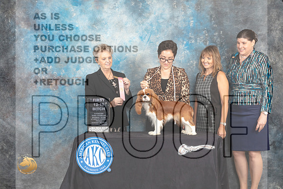 Cavalier King Charles Spaniel #16 Fri2 12to151st Sweeps Judge Diane Price_MJ_9854_HstnTOY_2022_HR3