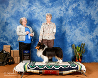 Shetland Sheepdog #15 Sat BOW WD