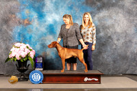 Vizsla #17 SAT WD NCH Major Judge Steven Keating