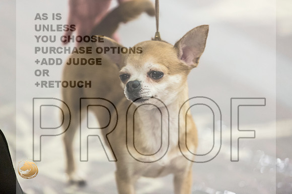 Chihuahua Smooth #22 FriJJL_3718_HstnTOY_2022_HR3