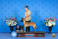 Belgian Malinois #8 FRI WB Judge Annella Cooper