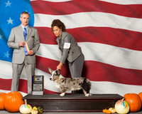 Cardigan Welsh Corgis #5 Sat BOB Mcclure Harry Griffith Helen Judge Mr Rick Gschwender