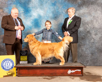 Golden Retriever #62 Fri VetB8-10 Judge Gordon Hayburn