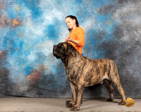 Mastiff #5 r BIS
