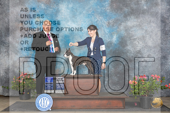 Boston Terrier #17 Sun WDBOWCH Judge John F Booth__JP_5851_San Antonio_2024_HR3