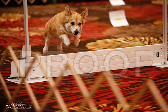 _JJ_7475-HstnCorgiFeb2015-HR3