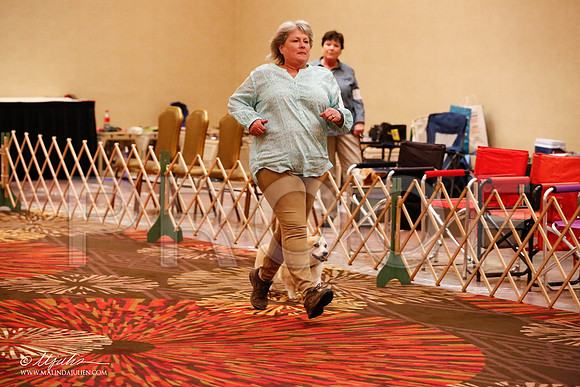 _JJ_8154-HstnCorgiFeb2015-HR3