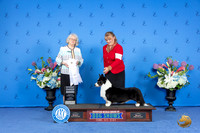 Cardigan Welsh Corgi #21 FRI G4 Judge Annella Cooper