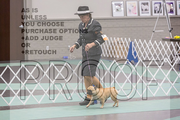 French Bulldogs Sat Rings_JJL_0497_UKCLNGVIEWOCT2024_2024_HR3