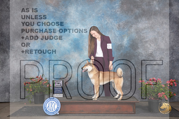 Shikoku #5 Sat BIOpenShow Judge Elizabeth ‘Beth’ Sweigart__JP_5272_San Antonio_2024_HR3