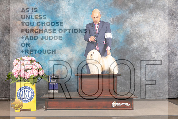 Havanese #5 THUR WD BOW NCH Major Judge Jeffery Bazell_MJ_3747_Houston_2022_HR3