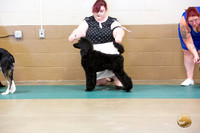 Poodle #? Ringside Sat