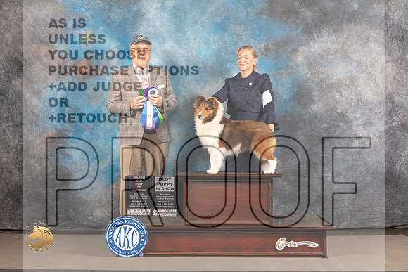 Shetland Sheepdog #17 WED WD BW Major Judge Robert Olsen_MJ_2638_Houston_2022_HR3