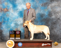 Labrador Retriever #11 Sat BOWWD Judge Jim Fehring (no judge)