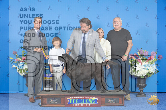 Labrador Retriever #36 FRI BOB Judge Douglas Johnson__JP_8873_Houston_2024_HR3
