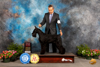 Giant Schnauzer #8 Sat BOB Judge Robert Shreve