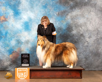 Rough Collie #? Sat2 G4 Judge Kevin Izard-Carroll