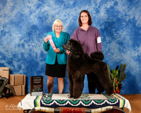 Poodle Standard #20 Sat BMatch G1 +A1