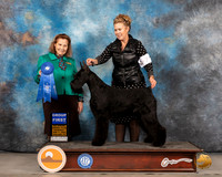 Giant Schnauzer #6 Thurs G1 Judge Donnelle Richards