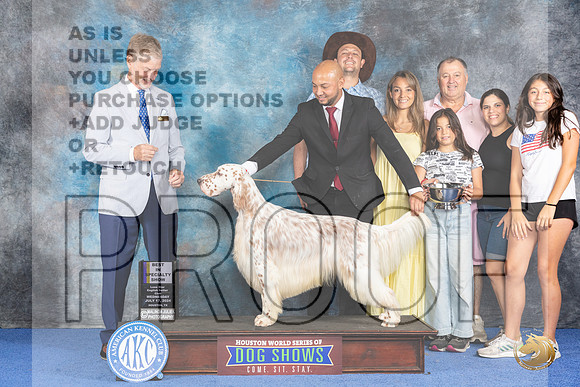 English Setter #5 WED BOB Judge Wood Wornall__JP_7264_Houston_2024_HR3