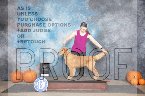 Golden Retriever #7 Sat 4-6G1 Judge Ann Roth__JP_9142_Humble_2024_HR3